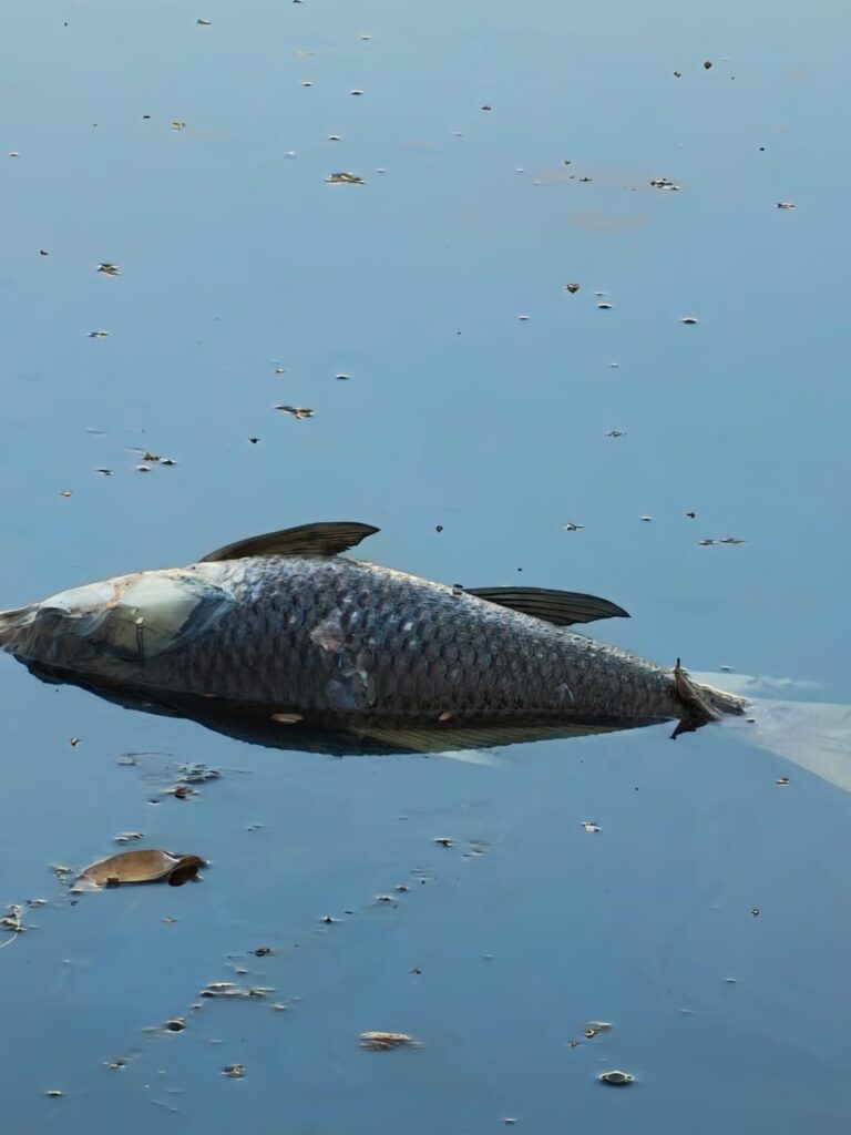 Fish deaths trigger concern over College Tilla Lake Health