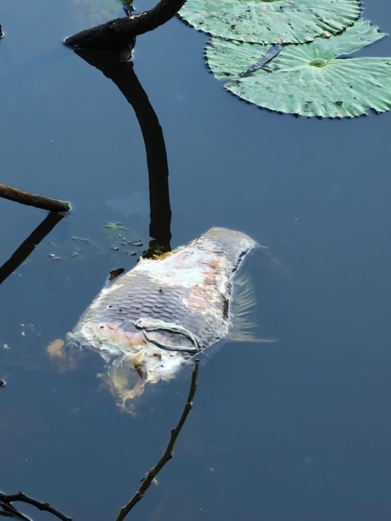 Fish Deaths, Bird Absence Trigger Concern Over College Tilla Lake Health