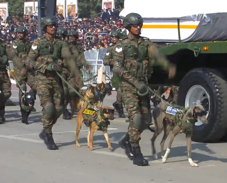 From Siachen to Kartavya Path: Army Animals Take Centre Stage