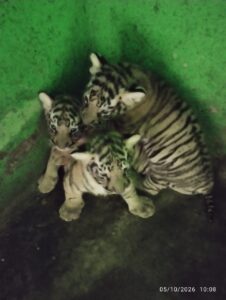 Sepahijala Zoo welcomes three healthy Royal Bengal tiger cubs