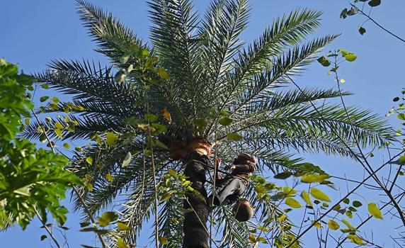  A man climbs a palm tree to collect sap on the outskirts of Agartala. PIC- ABHISEK