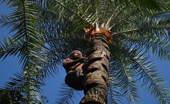 A man climbs a palm tree to collect sap on the outskirts of Agartala. PIC- ABHISEK