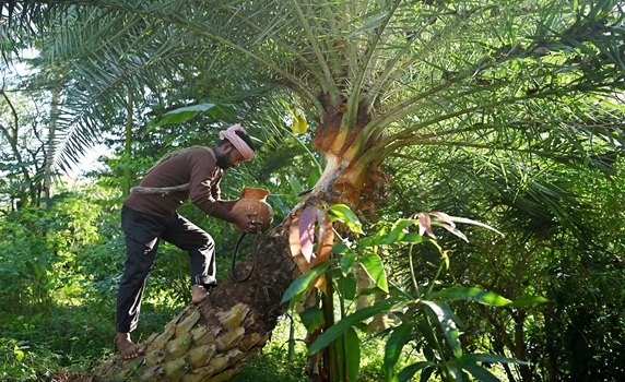 A man climbs a palm tree to collect sap on the outskirts of Agartala. PIC- ABHISEK