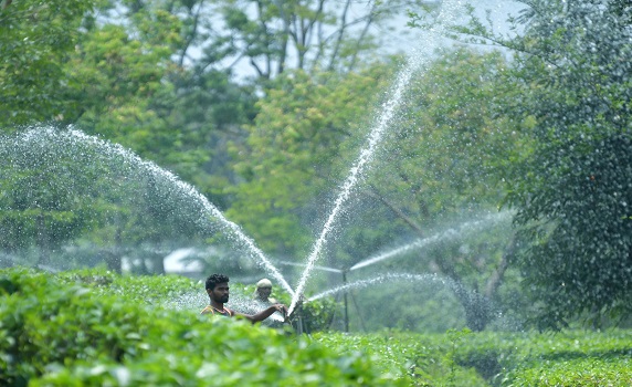 Workers operate the sprinkler while irrigating a tea garden with Sprinkler Irrigation System during the start of dry season in Durga Bari tea garden. PIC- Abhisek