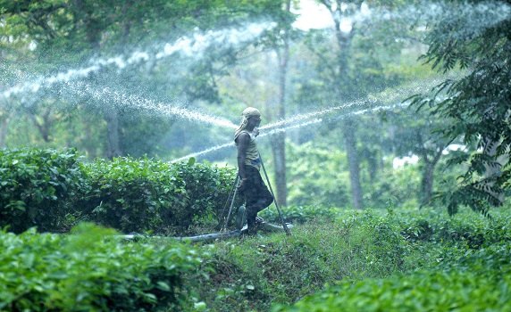 Workers operate the sprinkler while irrigating a tea garden with Sprinkler Irrigation System during the start of dry season in Durga Bari tea garden. PIC- Abhisek