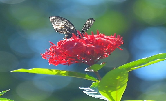 A butterfly collects nectar from a flower at Baramura Butterfly Park, approx 40 km from Agartala. PIC: Abhisek