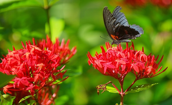 A butterfly collects nectar from a flower at Baramura Butterfly Park, approx 40 km from Agartala. PIC: Abhisek