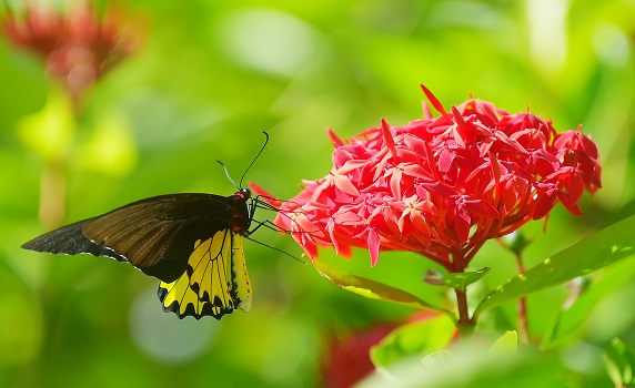 A butterfly collects nectar from a flower at Baramura Butterfly Park, approx 40 km from Agartala. PIC: Abhisek