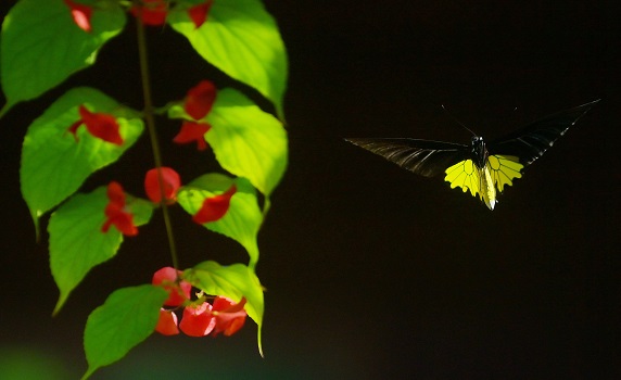 A butterfly collects nectar from a flower at Baramura Butterfly Park, approx 40 km from Agartala. PIC: Abhisek