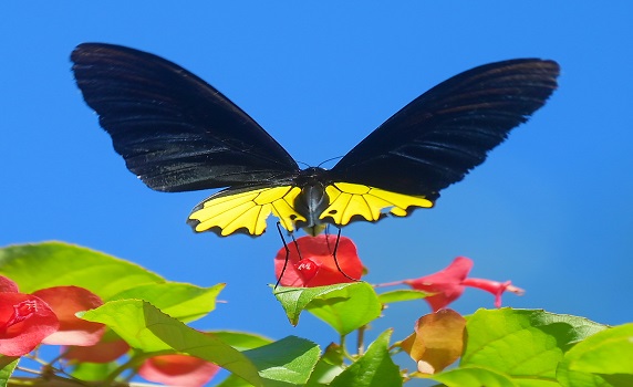 A butterfly collects nectar from a flower at Baramura Butterfly Park, approx 40 km from Agartala. PIC: Abhisek