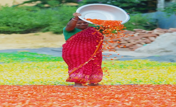 Worker dries finger fryums under the sun at Agartala factory, showcasing local food production. PIC- Abhisek 