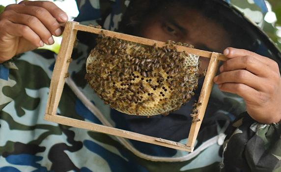 a beekeeper checks a honey bee hive box in the college of agriculture on the outskirts of Agartala. PHOTO BY-ABHISEK SAHA