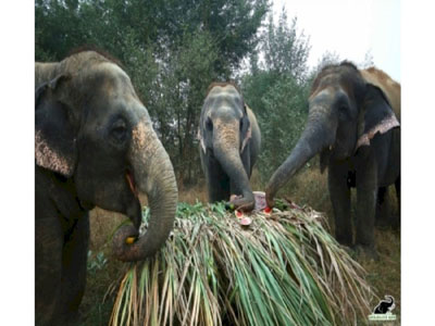 two sepahijala jumbos shifted for elephant teliamura park