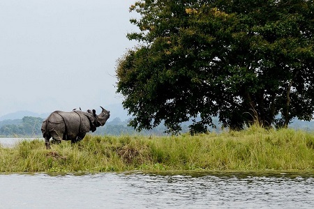 assams kaziranga national park registers highest revenue in 50 years