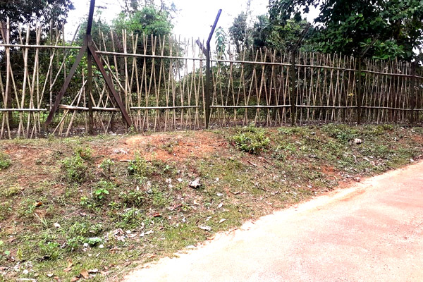 when bamboo protects the india -bangladesh border