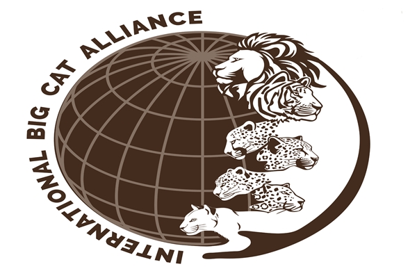 framework agreement on establishment of international big cat alliance officially comes into force