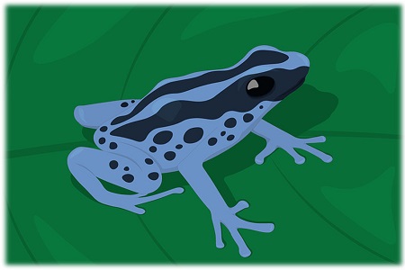 new frog species foundnbspin arunachal pradesh named chanakya