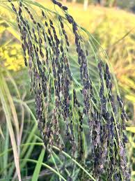 Aromatic-Rice-Set-for-Global-Markets