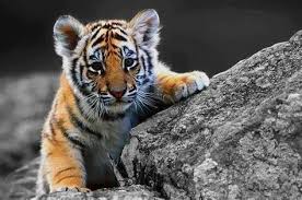 Three-Tiger-Cubs-Burning-Bright