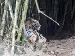 When-the-Tiger-Cubs-Make-all-Excited2