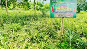 From Bishalgarh to Delhi: A sweet success story of pineapples