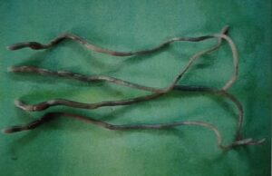Two-New-Earthworm-Species-Discovered-in-Tripura2