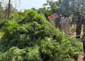 Jatrapur Police crackdown nets huge 44 Kg Cannabis Haul Jatrapur Police crackdown nets huge 44 Kg Cannabis Haul