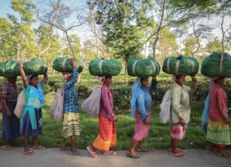 Tea Workers Warn Palm Oil Threatens Tripura Tea Industry Survival Tea Workers Warn Palm Oil Threatens Tripura Tea Industry Survival