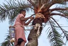 Traditional Date Palm tappers resume winter harvest Traditional Date Palm tappers resume winter harvest
