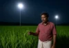 Farmers suffer Heavy Losses as Border Lights Destroy Paddy Farmers suffer Heavy Losses as Border Lights Destroy Paddy
