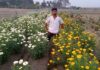 Flower farming creates jobs and hope in Rural Tripura Flower farming creates jobs and hope in Rural Tripura