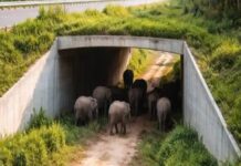 Wild elephant tramples elderly woman, enraged mob runs amok, hackles officials Wild elephant tramples elderly woman, enraged mob runs amok, hackles officials
