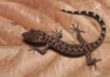 Assam celebrates new gecko discovery boosting Northeast biodiversity Assam celebrates new gecko discovery boosting Northeast biodiversity