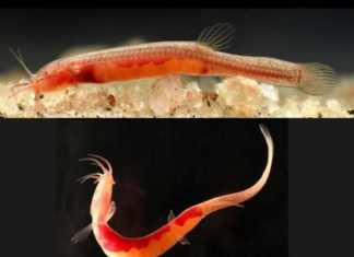 Assam CM hails stunning underground fish discovery in Goalpara district Assam CM hails stunning underground fish discovery in Goalpara district