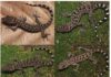 New gecko discovery in Tripura reveals rare biodiversity breakthrough New gecko discovery in Tripura reveals rare biodiversity breakthrough
