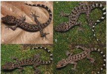New gecko discovery in Tripura reveals rare biodiversity breakthrough New gecko discovery in Tripura reveals rare biodiversity breakthrough