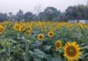 Charilam sunflower boom transforms farmland into major tourist hotspot Charilam sunflower boom transforms farmland into major tourist hotspot