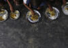 Tripura school corruption scandal exposes Mid-Day Meal fund misuse Tripura school corruption scandal exposes Mid-Day Meal fund misuse