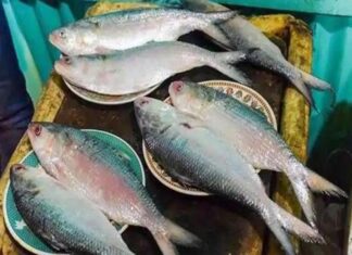 Tripura releases 6,700 kg fish for festive Bengali New Year Tripura releases 6,700 kg fish for festive Bengali New Year