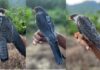 Amur Falcons Fly From Manipur to Africa in Record Time Amur Falcons Fly From Manipur to Africa in Record Time