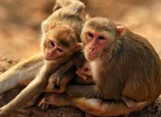 Monkey Menace Worsens in Kathalia, Villagers Face Heavy Losses Monkey Menace Worsens in Kathalia, Villagers Face Heavy Losses