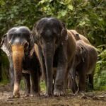 Shrinking forest paths and growing elephant encounters Shrinking forest paths and growing elephant encounters