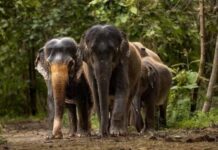 Shrinking forest paths and growing elephant encounters Shrinking forest paths and growing elephant encounters