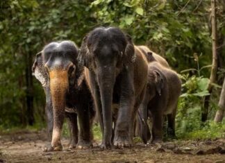 Shrinking forest paths and growing elephant encounters Shrinking forest paths and growing elephant encounters