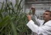 Tripura Scientist Earns Cornell PhD for Drought Crop Discovery Tripura Scientist Earns Cornell PhD for Drought Crop Discovery