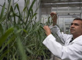 Tripura Scientist Earns Cornell PhD for Drought Crop Discovery Tripura Scientist Earns Cornell PhD for Drought Crop Discovery