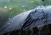 Heavy Rain Alert Issued Across Four Tripura Districts Heavy Rain Alert Issued Across Four Tripura Districts