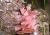 Tripura Women Achieve Breakthrough in Pink Oyster Mushroom Farming Tripura Women Achieve Breakthrough in Pink Oyster Mushroom Farming