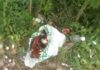 Women lead bold raid on illegal liquor hub in Pandabpur Women lead bold raid on illegal liquor hub in Pandabpur