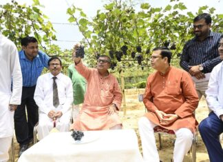 Tripura Begins Sweet Grape Cultivation Revolution Initiative Tripura Begins Sweet Grape Cultivation Revolution Initiative